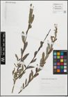 Foto von Salix purpurea L.